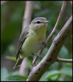 _6SB1451 philadelphia vireo
